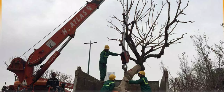 در-چه-شرایطی-آیین-نامه-کمیسیون-ماده-7-شهرداری-قطع-درختان-را-تصویب-می‌کند؟