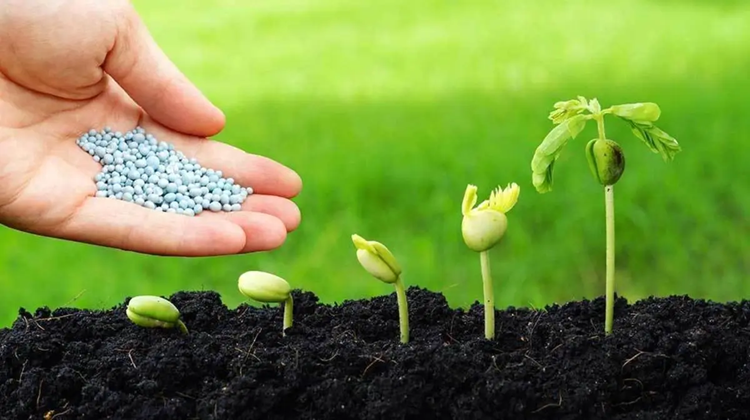 به-چه-دلایلی-می‌توان-درخواست-قطع-درخت-نمود؟