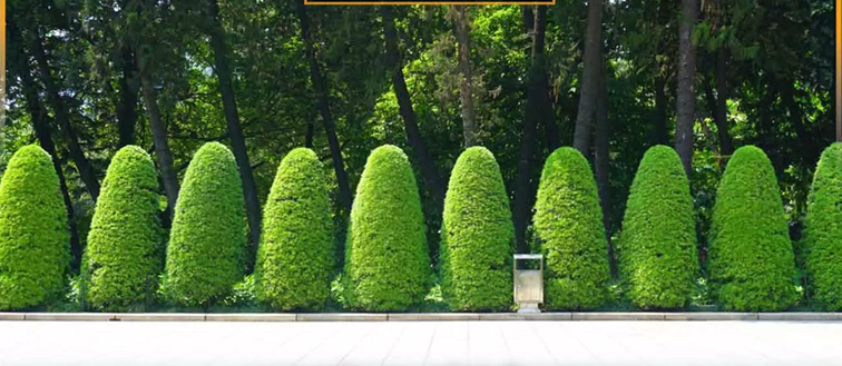 جابه‌جایی-و-انتقال-درختان-در-کمیسیون-ماده-7-به-چه-صورتی-است؟