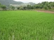 وضعیت-حقوقی-تصرفات-شریک-در-مال-مشاع