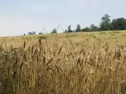 50-نکته-درباره-حفظ-کاربری-اراضی-کشاورزی-و-باغات